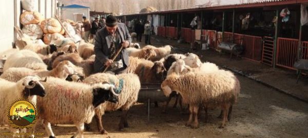 دامداری
