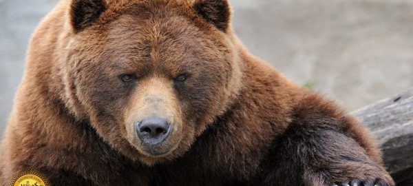 چگونگی مقابله با خرس