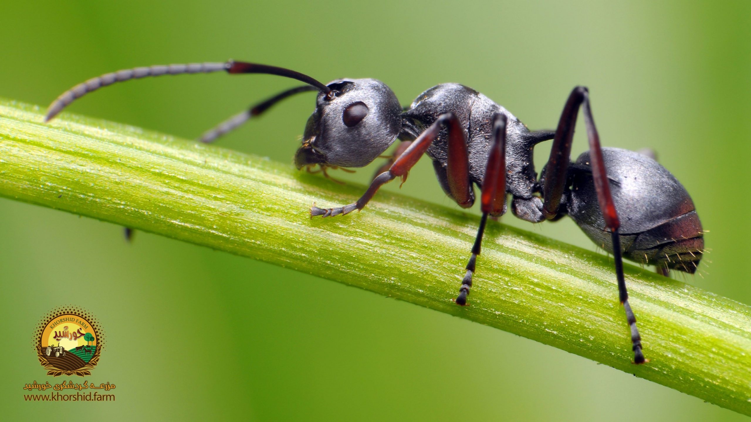 مورچه‌ها