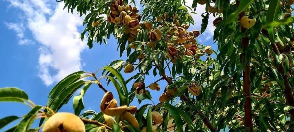 جشنواره بادام مزرعه خورشید