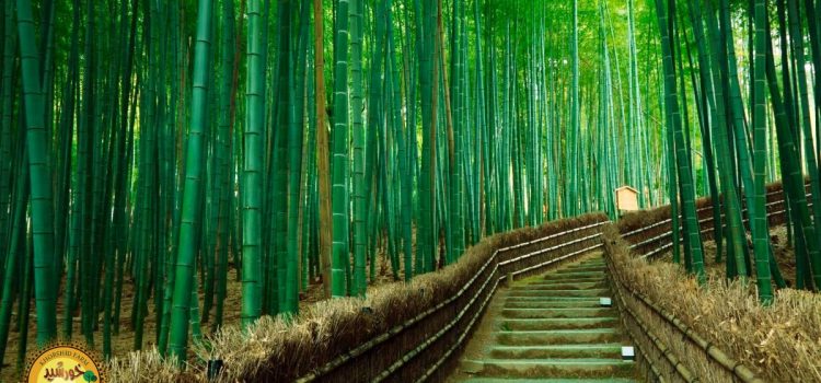جنگل‌های بامبو، چین
