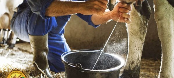 اصول دوشیدن شیر گاو